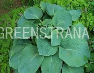 Хоста Зибольда (Hosta sieboldiana)
