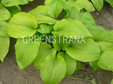 Хоста подорожниковая (Hosta plantaginea)