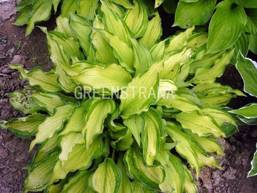Хоста Форчуна Альбопикта (Hosta fortunei 'Albopicta')