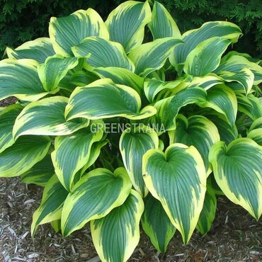 Хоста Форчуна Ауреомаргината (Hosta fortunei 'Aureomarginata')