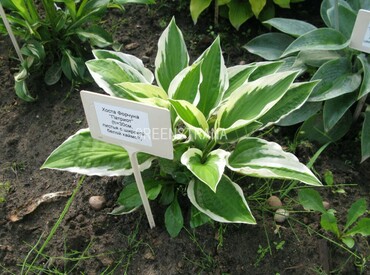 Хоста Форчуна Патриот (Hosta fortunei 'Patriot')