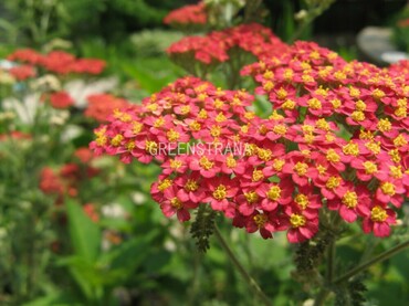 Тысячелистник обыкновенный Ред Шейдс (Achillea millefolium 'Red Shades')