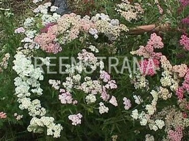 Тысячелистник обыкновенный Саммер Пастелс (Achillea millefolium 'Summer Pastels')