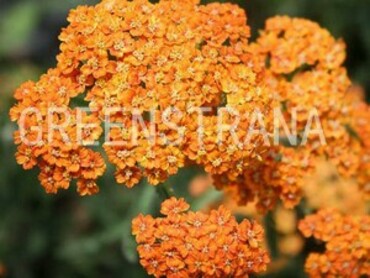 Тысячелистник обыкновенный Терракотта (Achillea millefolium 'Terracotta')