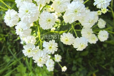 Тысячелистник птармика Жемчужница (Achillea ptarmica 'The Pearl')