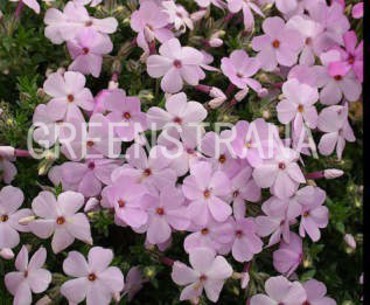 Флокс Дугласа Лилас Клауд (Phlox douglasii 'Lilas Cloud')