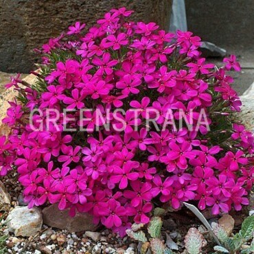 Флокс Дугласа Ред Адмирал (Phlox douglasii 'Red Admiral')