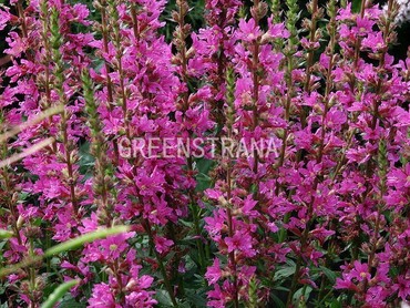 Дербенник прутьевидный Дропмор Пурпур (Lythrum virgatum 'Dropmore Purple')