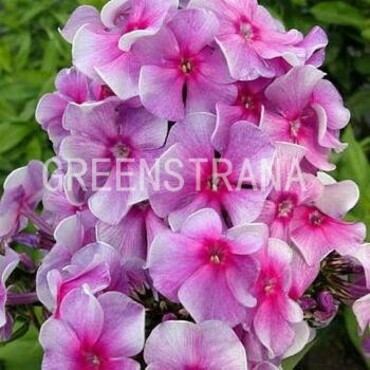 Флокс метельчатый Виренея (Phlox paniculata 'Vireneya')