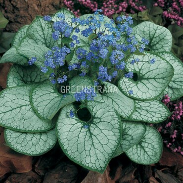 Бруннера крупнолистная Джек Фрост (Brunnera macrophylla 'Jack Frost')