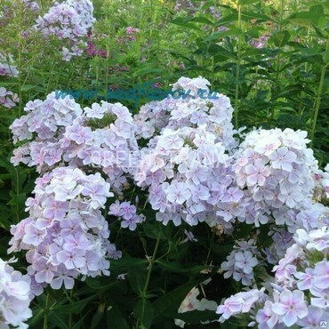 Флокс метельчатый Миниатюра (Phlox paniculata 'Miniatyura')
