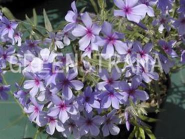 Флокс растопыренный Чаттахучи (Phlox divaricata 'Chattahoochee')