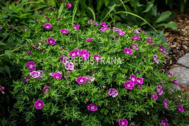 Герань кроваво-красная Элке (Geranium sanguineum 'Elke')