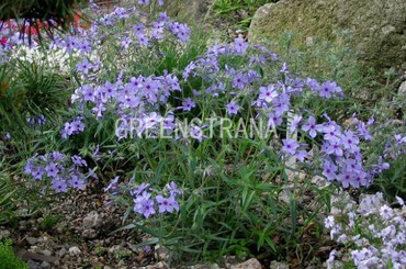 Флокс растопыренный Мэй Бриз (Phlox divaricata 'May Breeze')
