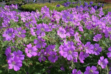 Герань стройная Сирак (Geranium 'Sirak')