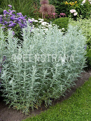 Полынь Людовика Силвер Квин (Artemisia ludoviciana 'Silver Queen')
