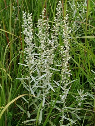 Полынь обыкновенная (Artemisia vulgaris)