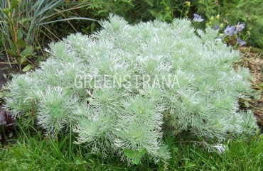 Полынь серебристая (Artemisia argentea)