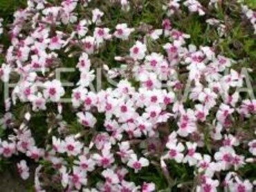 Флокс шиловидный Амэйзинг Грейс (Phlox subulata 'Amazing Grace')