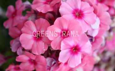 Флокс шиловидный МакДаниэльс Кушн (Phlox subulata 'McDaniel's Cushion')