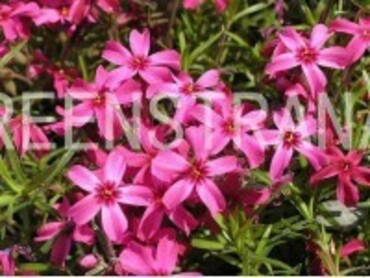 Флокс шиловидный Скарлет Флейм (Phlox subulata 'Scarlet Flame')