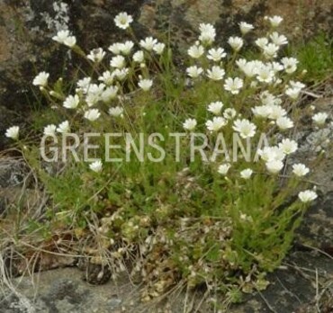 Ясколка альпийская (Cerastium alpinum)
