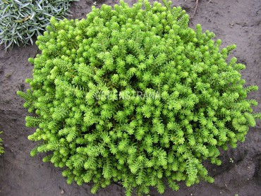 Очиток вечнозеленый (Sedum aizoon)