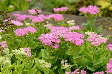 Очиток видный Кармен (Hylotelephium spectabile 'Carmen')