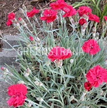 Гвоздика серовато-голубая Бомбардир (Dianthus gratianopolitanus 'Bombardier')