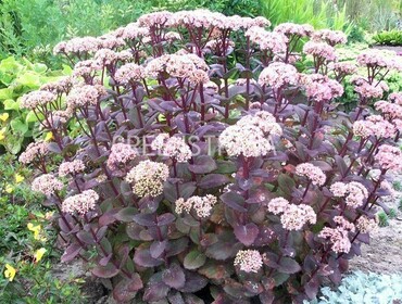 Очиток видный Матрона (Hylotelephium 'Matrona')