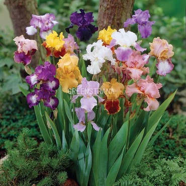 Ирис бородатый Микс (Iris barbata 'Mix')