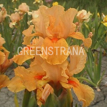 Ирис бородатый Эприкот Силк (Iris barbata 'Apricot Silk') оранжевый
