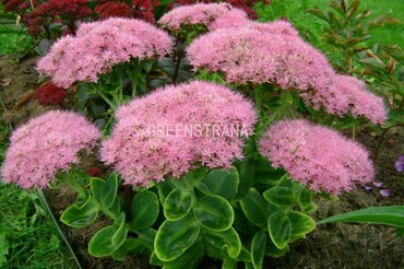 Седум видный Неон (Sedum spectabile 'Neon') малиновый