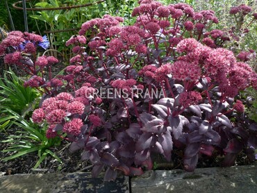 Седум видный Пёрпл Эмперор (Sedum spectabile 'Purple Emperor')