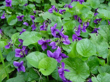 Фиалка душистая (Viola odorata)