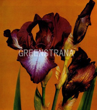 Ирис сибирский (Iris sibirica Red Flair)