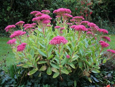 Седум видный Руби Джуэл (Sedum spectabile 'Ruby Jewel') насыщенно-розовый