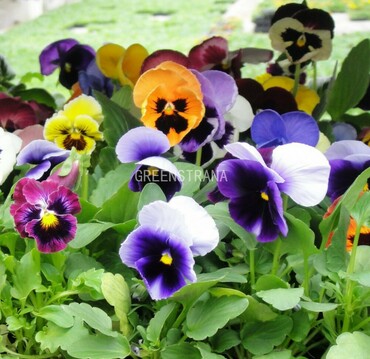 Фиалка рогатая Эдмайр Макси Микс (Viola cornuta 'Admire Maxi Mix')