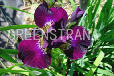 Ирис сибирский Вайн Вингс (Iris sibirica 'Wine Wings')