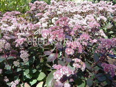 Седум видный Строберри энд Крим (Sedum spectabile 'Strawberry and Cream') розовый