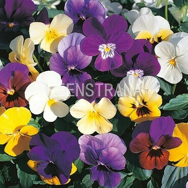 Фиалка рогатая Корнет Микс (Viola cornuta 'Cornet Mix')