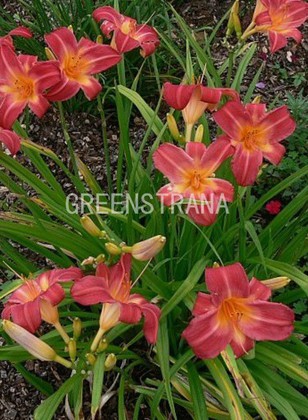 Лилейник гибридный Черри Чикс (Hemerocallis 'Cherry Cheeks')
