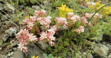 Седум испанский (Sedum hispanicum)