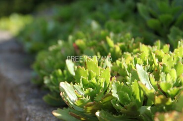 Седум ложный Альбум Супербум (Sedum spurium 'Album Superbum')