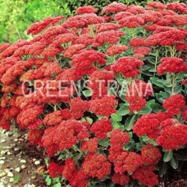 Седум ложный Септемберглют (Sedum spurium 'Septemberglut')