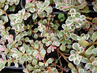 Седум ложный Вариегатум (Sedum spurium 'Variegatum')