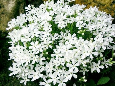 Флокс Дугласа Уайт Адмирал (Phlox douglasii 'White Admiral')