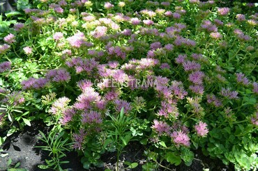 Седум ложный (Sedum spurium)
