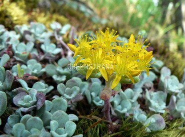 Седум лопатчатолистный (Sedum spathulifolium)