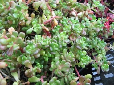 Седум орегонский (Sedum oreganum)